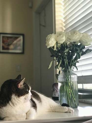 indoors black and white cat lying beside white rose flowers cat